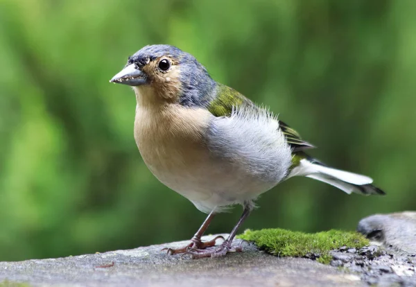 Pták Přírodě Fringilla Coelebs Maderensis Portugalsko Ostrov Madeira — Stock fotografie