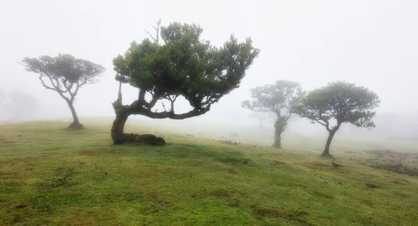Magical endemic laurel trees in Fanal laurisilva forest in Madeira, World Heritage Site by UNESCO in Portugal. Beautiful green summer woods with thick fog