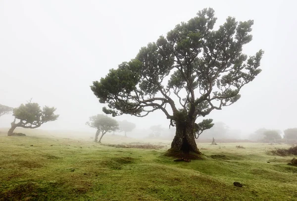 Madeira Adası - Fanal Ormanı 'ndaki eski sedir ağacı - Portekiz