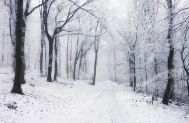 View of the mountains in the fog at winter in forest