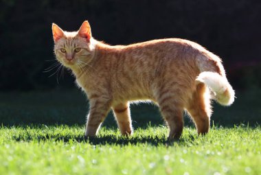 Beautiful rusty cat in the garden. Felis sivestris catus.