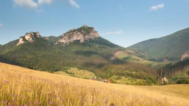 Time Lapse Summer Meadow Wild Flowers Slovakia Mountain Terchova — Video