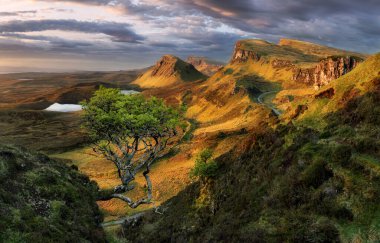 Landscape - Popular tree view in morning light on Quiraing, Isle of Skye, Scotland. Golden light of dawn illuminates this iconic scene