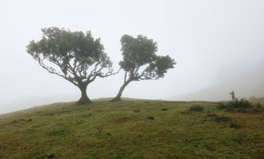 Madeira Adası - Fanal Ormanı 'ndaki eski sedir ağacı - Portekiz