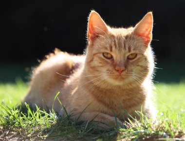 Beautiful rusty cat in the garden. Felis sivestris catus.