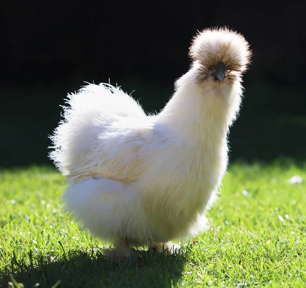 Jedwabne Kurczaki Trawie Zewnątrz Farmie Biologicznej — Zdjęcie stockowe