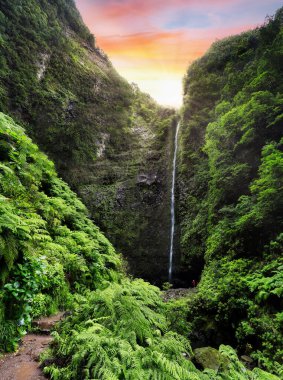 Levada 'da ormanlı yürüyüş yolu Caldeirao Verde şelalesi patikası - Madeira Adası, Santana, Portekiz.