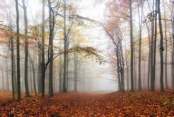 Floresta Outono Com Árvores Queda Natureza Nevoeiro — Fotografia de Stock