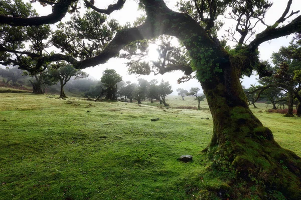Insel Madeira Alte Zeder Fanal Wald Portugal — Stockfoto