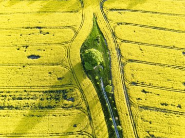 Çiçek açan tecavüz alanındaki ağaçlar, Slovakya 