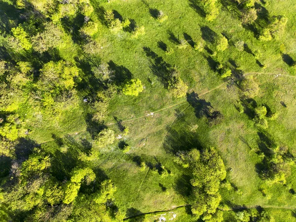 Vue Aérienne Sur Drone Des Prairies Vertes Avec Des Arbres — Photo