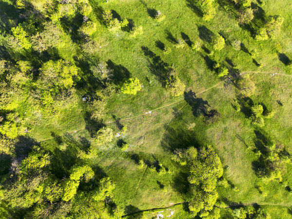 Aerial drone view. Green meadows with trees. Sunny summer day.