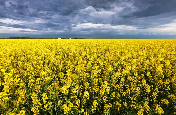 Campo Estupro Amarelo Com Nuvens Escuras Agricultura Erurope — Fotografia de Stock
