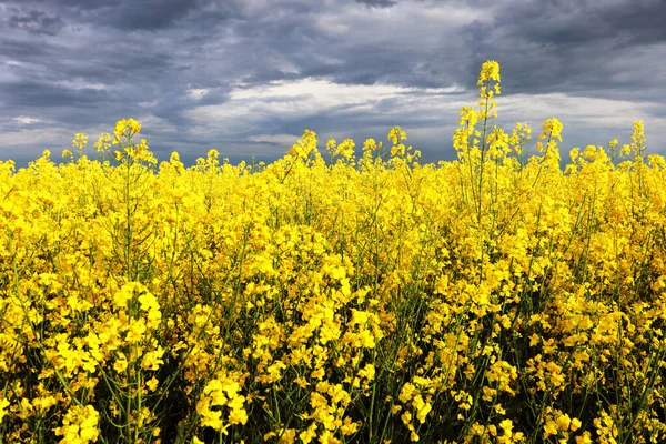 Campo Estupro Amarelo Com Nuvens Escuras Agricultura Erurope — Fotografia de Stock