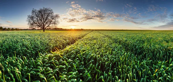 Jordbruk Vetefält Panorama Vid Solnedgången Med Väg — Stockfoto