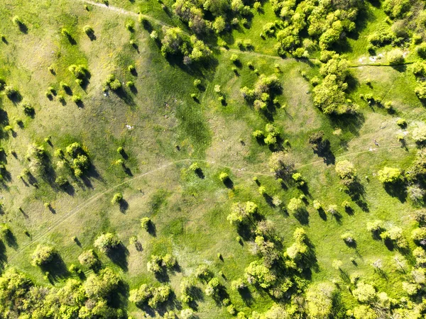 Aerial Drone View Green Meadows Trees Sunny Summer Day — Stock Photo, Image