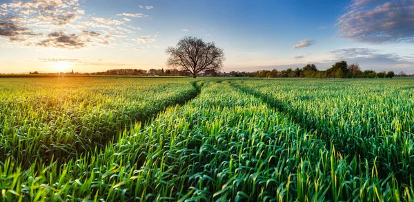 Зелена Пшениця Відкрила Панораму Деревом Заході Сонця Сільській Місцевості — стокове фото