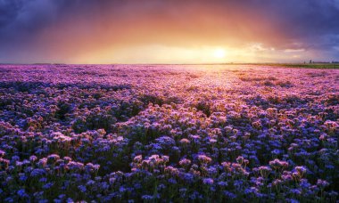 Gün batımında mor çiçek tarlalarının güzel ve inanılmaz manzarası. Doğa duvar kağıdı arkaplanı, Phacelia