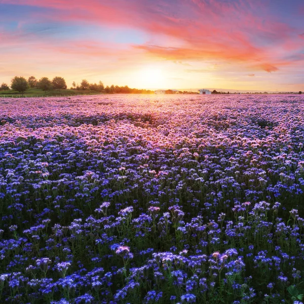 日の出と開花の牧草地と美しいパノラマ農村風景 春の野に紫色の花を咲かせます ファセリア — ストック写真