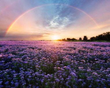 Güneşin doğuşu ve çiçek açan çayırlarıyla güzel bir manzara. bahar tarlasında açan mor çiçekler, Phacelia