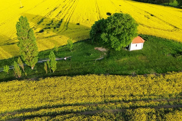 Landschap Gele Verkrachtingsvelden Bij Zonsondergang Met Kapel Luchtfoto — Stockfoto