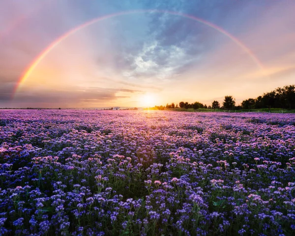 Prachtig Panorama Landelijk Landschap Met Zonsopgang Bloeiende Weide Paarse Bloemen — Stockfoto