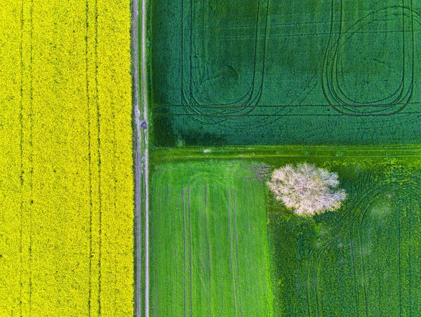 Aerial drone top view fields of rapeseed and wheat with lines from tractor tracks on sunny spring or summer day. Nature background, landscape photography