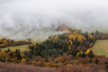 Orman sonbahar vakti sisli