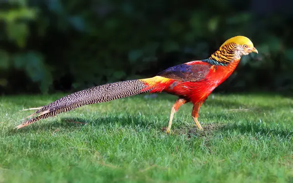 Yeşil arka planlı vahşi doğadaki altın sülün, chrysolophus, pictus - vahşi yaşam