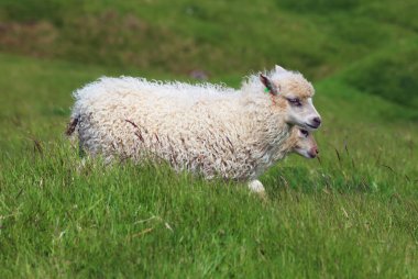 Young sheep grazing on Faroe islands coastline. Green scenic landscape
