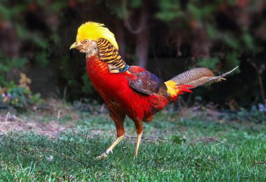 Altın Sülün - Yeşil doğada Chrysolophus pictus