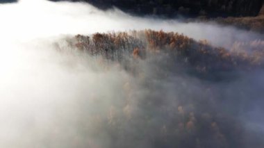Ormandaki Sis ile birlikte Güneş ışığının zaman aşımı