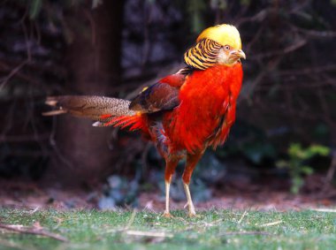 Golden Pheasant in nature clipart