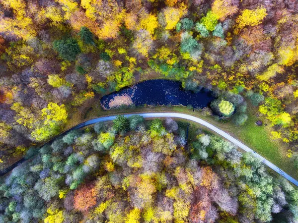 空中无人驾驶飞机俯瞰美丽的秋天森林景观 树林里五彩缤纷的树 图库图片