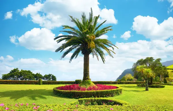 Canary Palm Garden Miradouro Ponta Sossego Island Sao Miguel Azores lizenzfreie Stockbilder