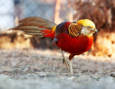 Golden Pheasant in wild nature clipart