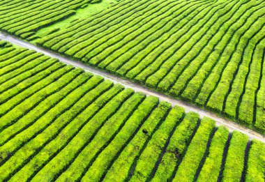 Gorreana 'nın havadan görünüşü, en eski ve günümüzde Portekiz takımadasındaki Sao Miguel adasında bulunan Avrupa' daki tek çay çiftliği.