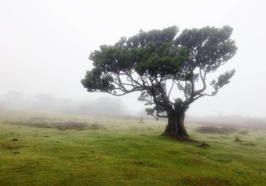 Madeira, Fanal - Avrupa 'daki mistik sisli yaşlı orman ağacı manzarası