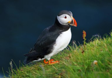 Atlantik martı (Fratercula arktika), Mykines Adası, Faroe Adaları, Danimarka, Avrupa