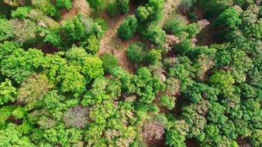 Renkli yeşil orman ve ormanların yaz mevsiminde hava manzarası, Karpaty - Slovakya