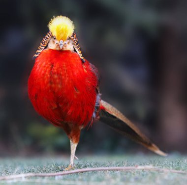 Vahşi doğada Altın Sülün