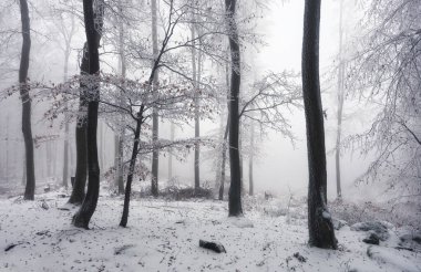 Winter in frost forest at mist, Slovakia carpathian woods