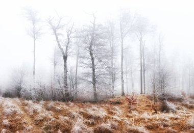 Soğuk yapraklı, sisli, büyülü bir orman. Güzel manzara.
