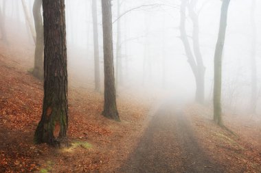 Sisli gündoğumunda güzel bir çam ormanı. Ağaç gövdeleri ve soğuk sis