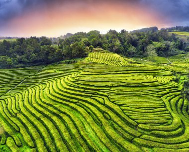 Azores Çay Çiftliği - Portekiz, Azores, Sao Miguel adasında Cha Gorreana üzerinde havadan görüş