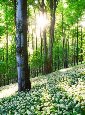 Yeşil orman manzarasında güneşte açan yabani sarımsak