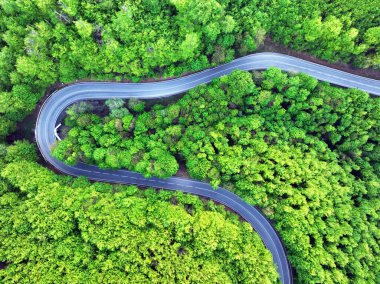 Gün batımında kavisli yolu olan yeşil orman