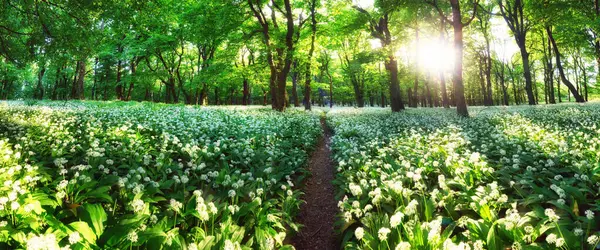 Spring Forrest 'ın panoraması. Taze Yeşil Orman Franconia, Almanya 'da. Vahşi sarımsak açıyor.