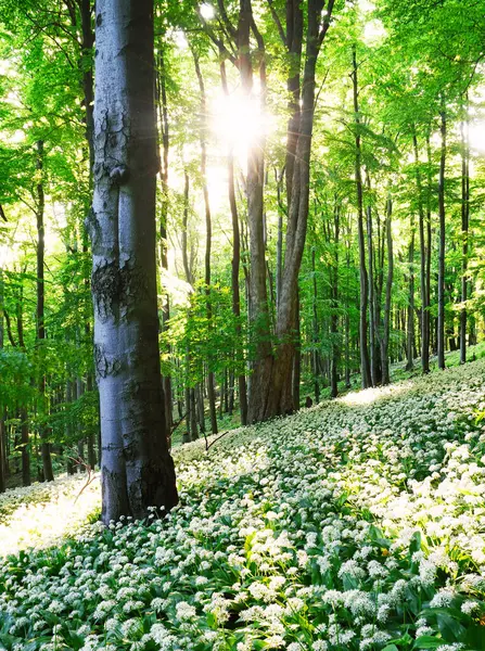 Yeşil orman manzarasında güneşte açan yabani sarımsak