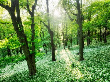 Yeşil orman manzarasında güneşte açan yabani sarımsak